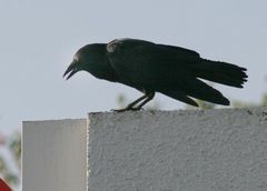 051110-1-karasu.jpg