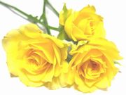 051116-1-yellowrose.jpg