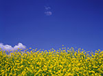 060114-3-hana.jpg