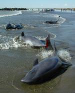 060126-1-iruka.jpg