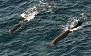 060129-3-kujira.jpg