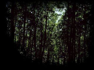 060217-1-mori50.jpg