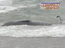 060308-2-kujira.jpg