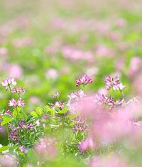 060311-2-renge.jpg