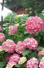 060617-3-ajisai.jpg