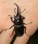 060810-2-nokogirikuwagata.jpg
