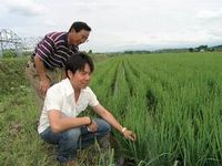 060818-2-kome.jpg
